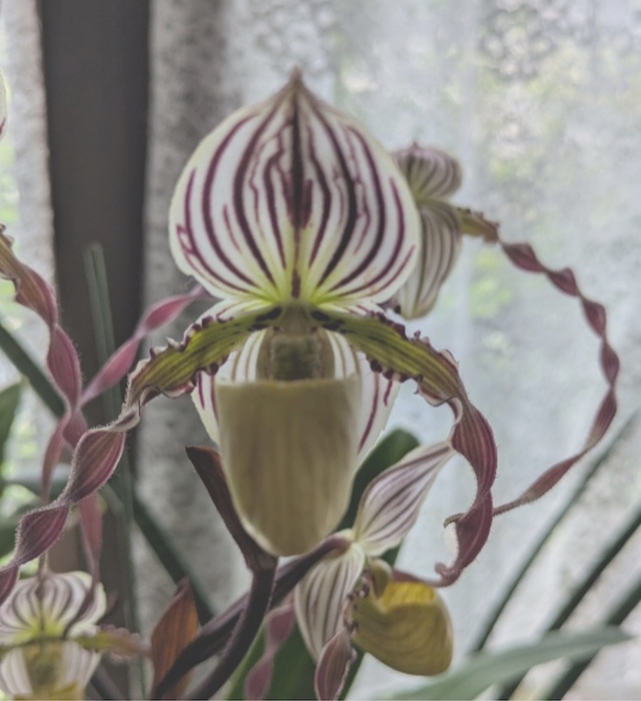 Paphiopedilum_20260610